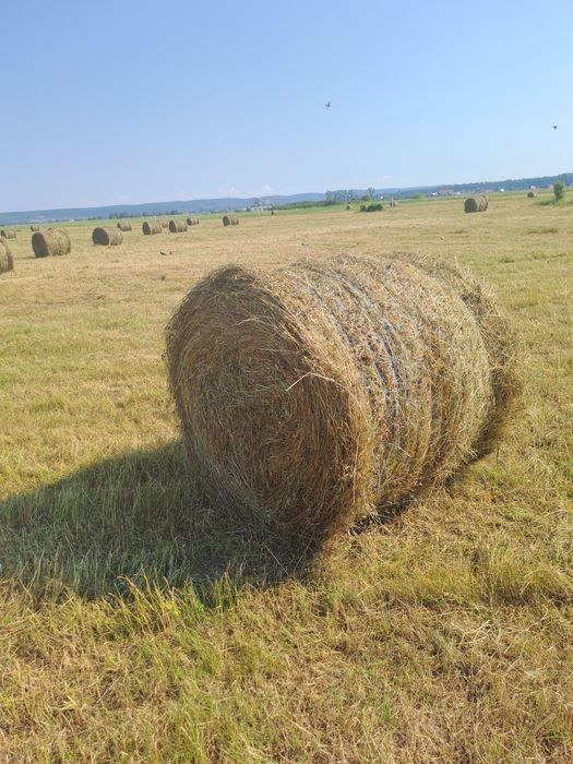 Vând băloți  de fan