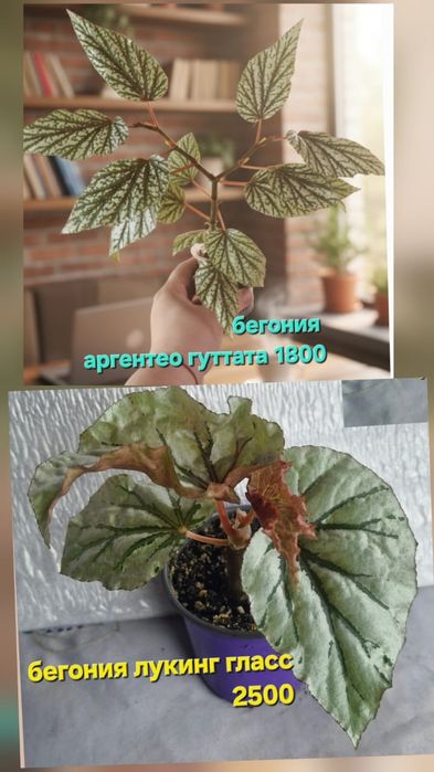 Цветы домашние разные