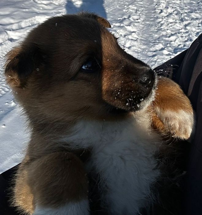 Мальчишка щеночек