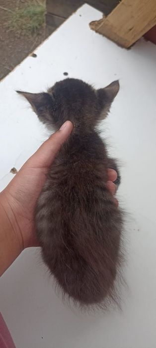 Отдам в хорошие руки котёнка