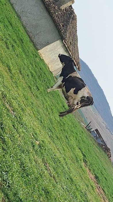 Vând vaci Holshtein bălțate pe negru