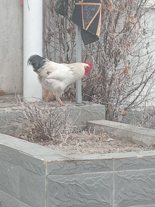 Обмен 1 петух на 2 курицы