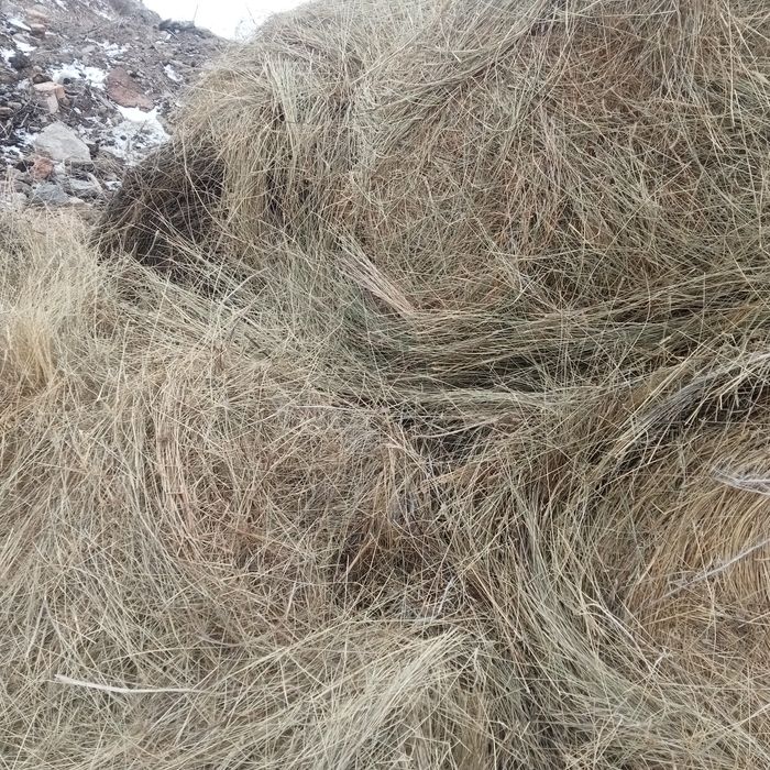 Сено житняк лютцерна рулоны