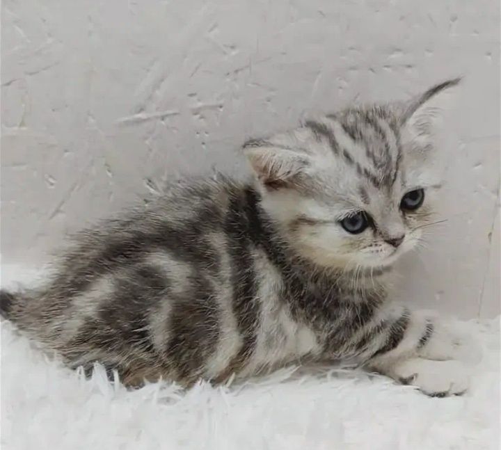 Шотландские котята