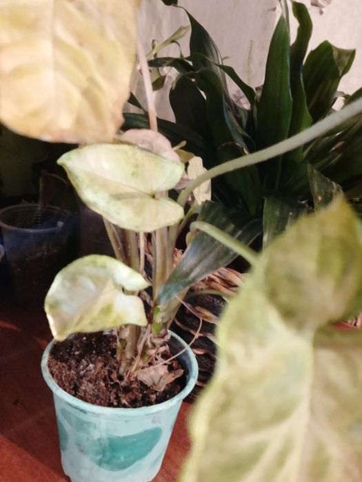 Цвиточик  Сингониум