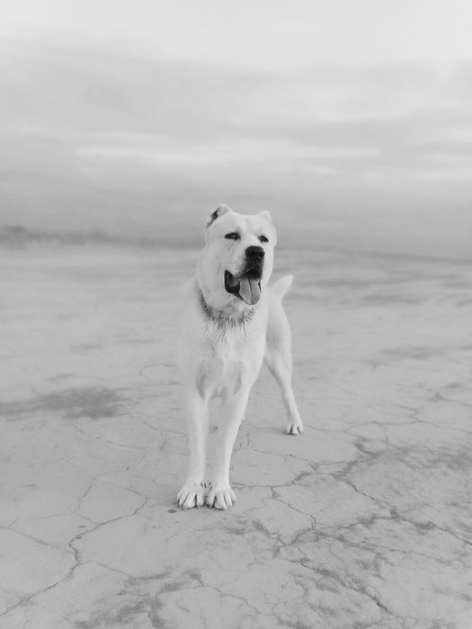 Алабай тобет продам