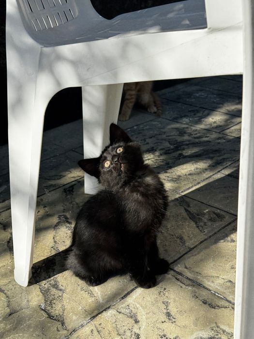 Котенца на 2 месеца