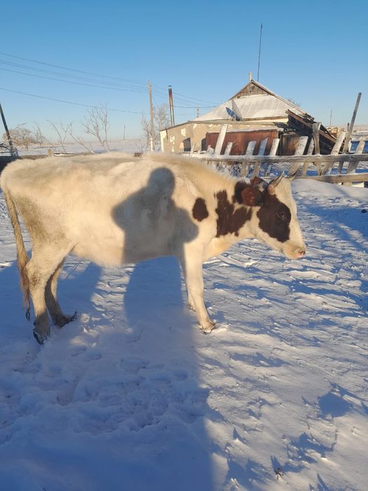Продаётся корова