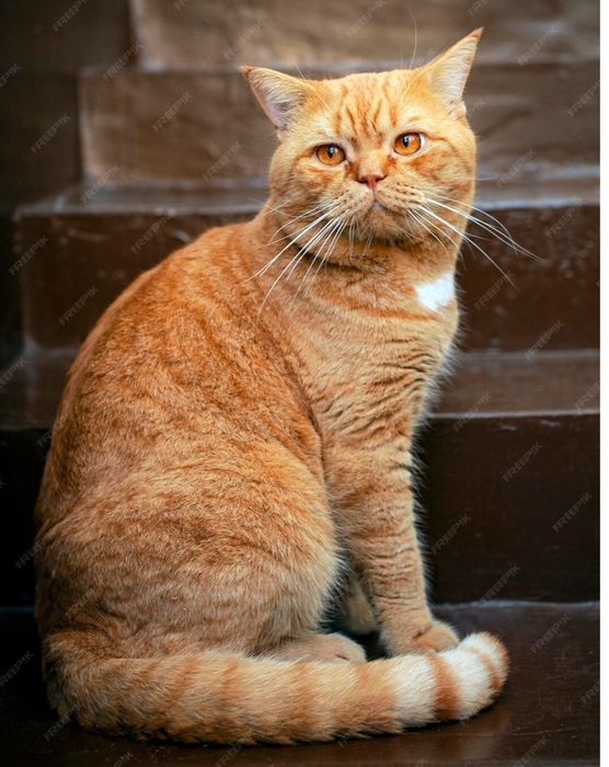 Продаётся, Рыжая британская кошка