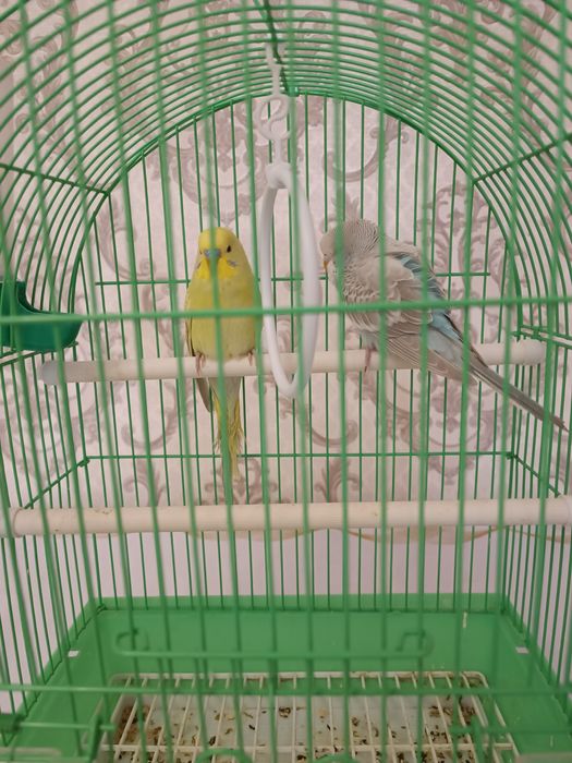 Попугай с клеткой