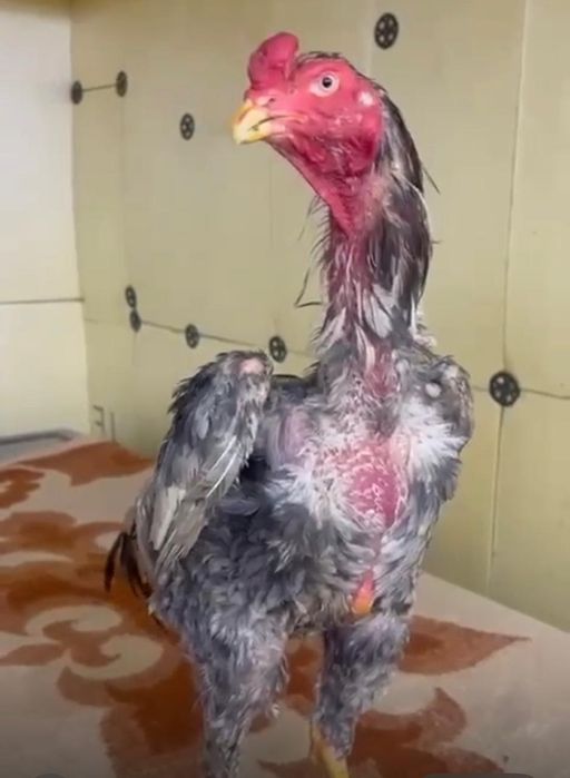 Продам Дакана Шамо Немец