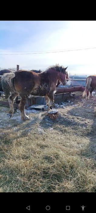 Продам советскую кобылку