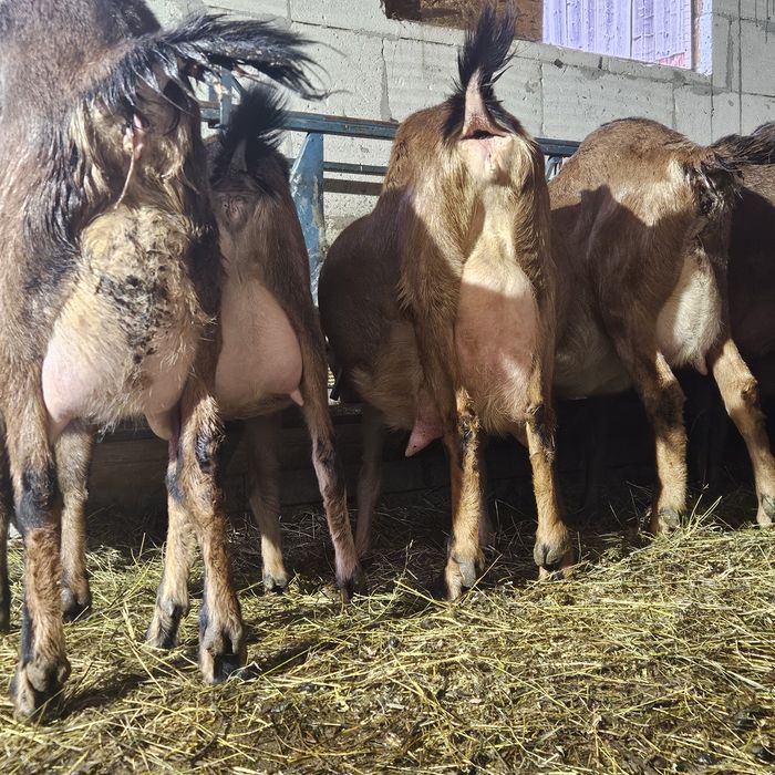 Iezi si capre de vanzare