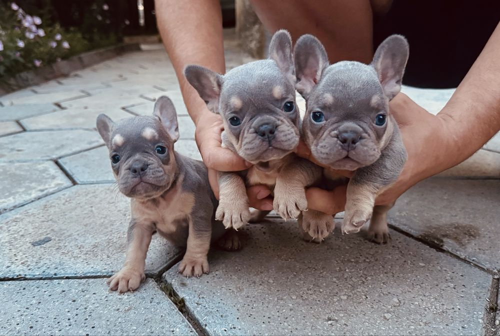 Френски булдог; Frenchies