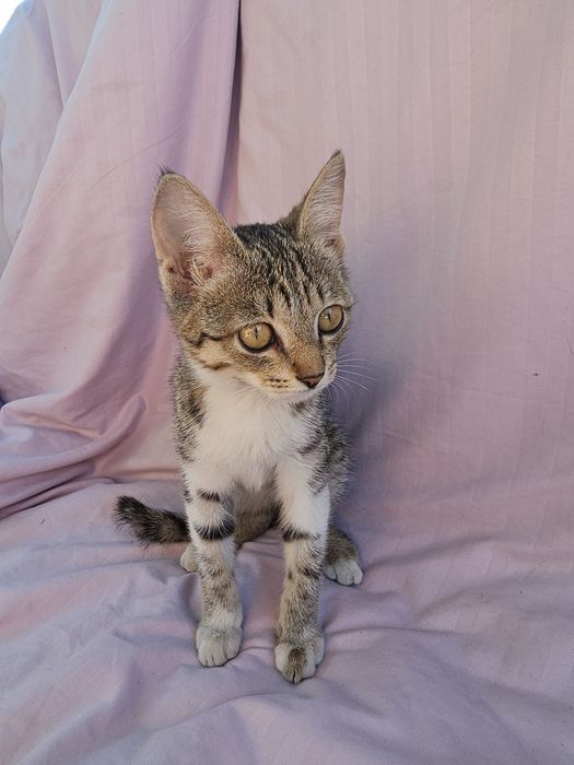 Отдам котёнка В хорошие руки.