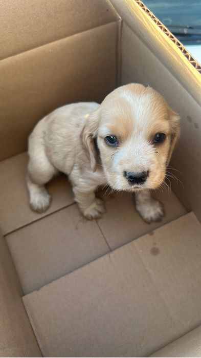 Щенки охотничьего спаниеля