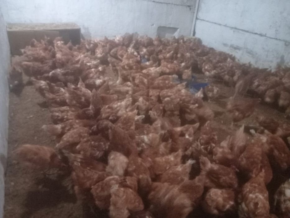 тауық бар 300 бас