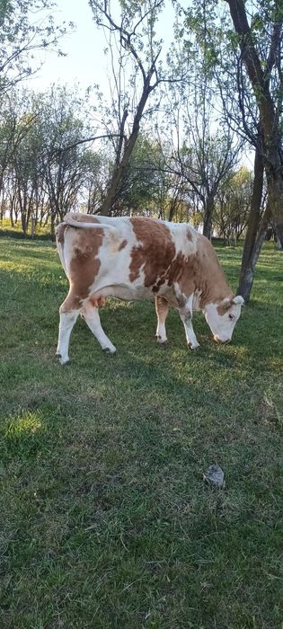 Vaca tinara 4ani la o doua fatare