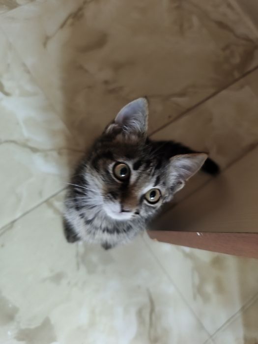 Котенок в добрые руки
