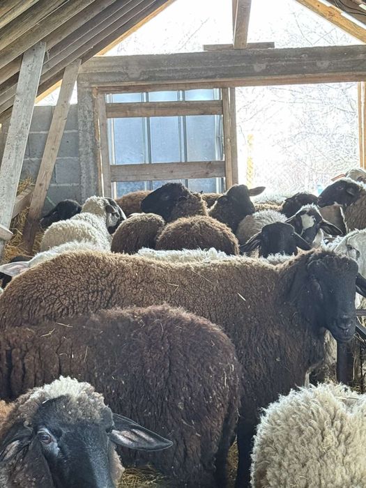 Продавам Коч! На 2-години.