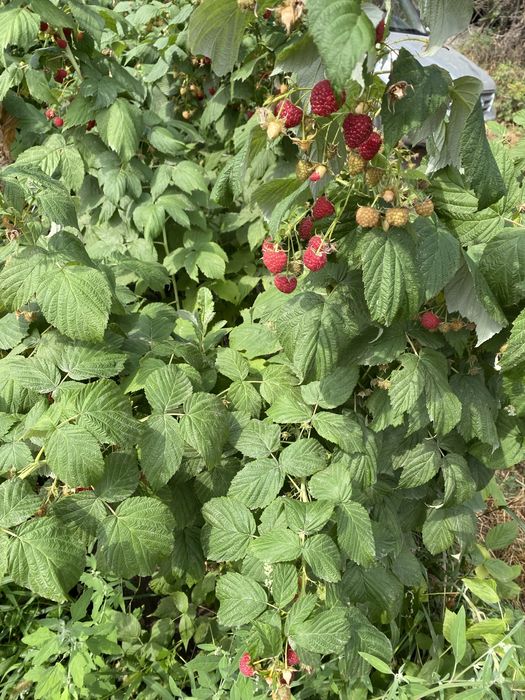 Саженцы малины сорт полана