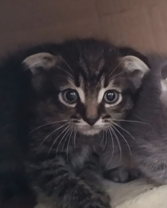 Вислоухий и прямоухий котята
