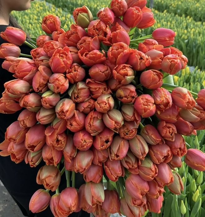 Тюльпан оптом и в розницу