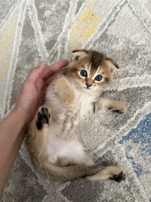 Кошка  Шиншилла милые