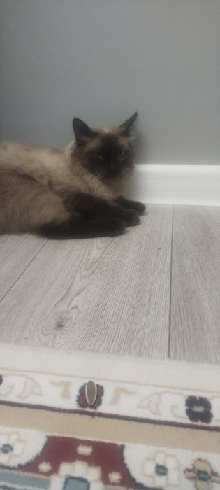 Дамашны кошка 2 жаста