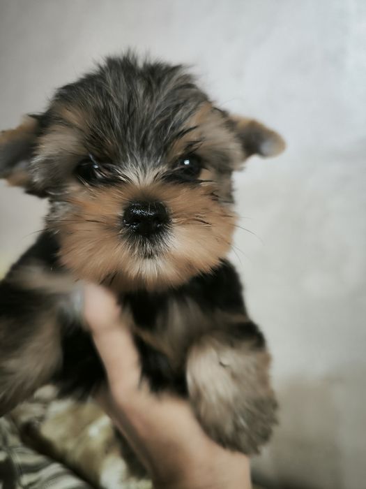 Продам мини девочек йоркширского терьера