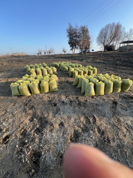 Selyoz mol yem 60 tonna