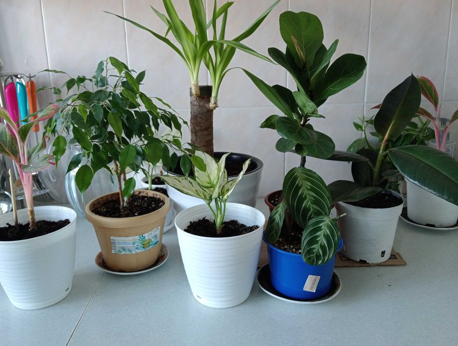 Уютные и Красивые Цветы в Ваш Дом