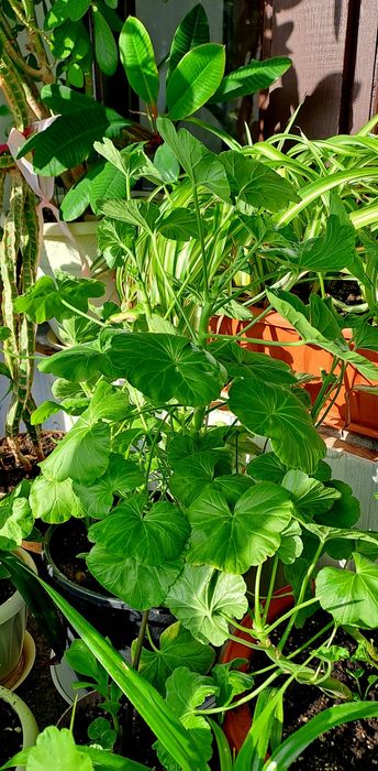 Продам комнатные цветы. Герань и др.
