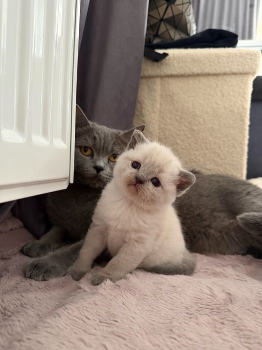 British shorthair blue