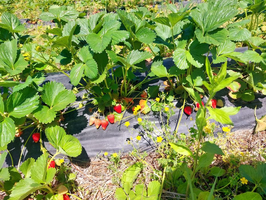 Stoloni capsuni Amandina