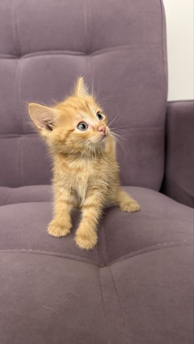 Отдам котят 1,5 месяца, мальчик и девочки