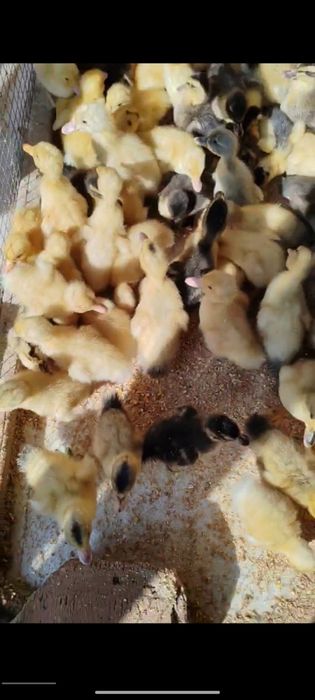 Oʻrdak jujasi optim narxda