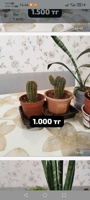 Продам комнатные цветы