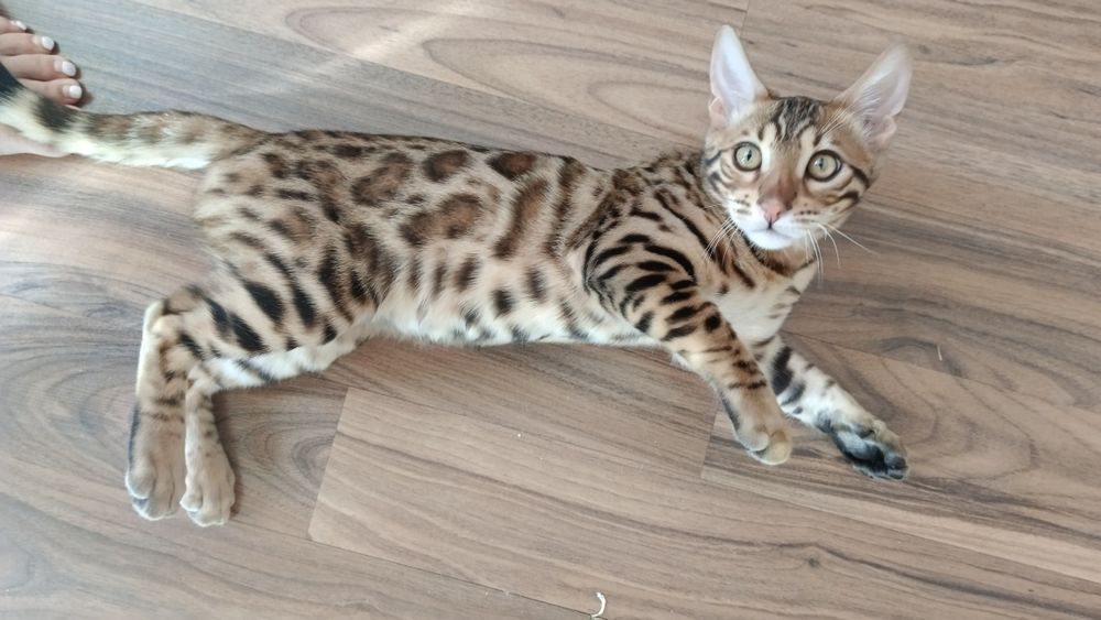 Продам котенка 4месяца