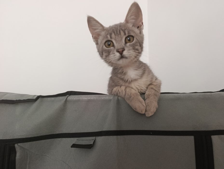 Отдам котенка в добрые руки
