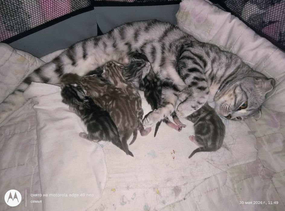 Открыта ранняя бронь на котят шотландская Скоттиш стойт и скоттиш фолд