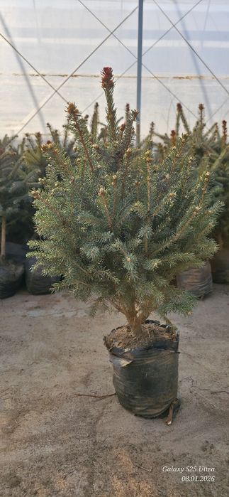 Голубой ель хитойдан биринчи кул