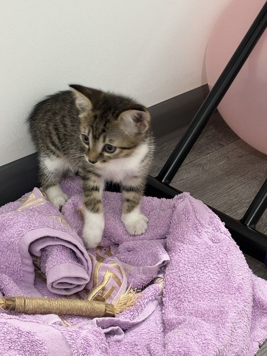 Отдам котенка в добрые ручки