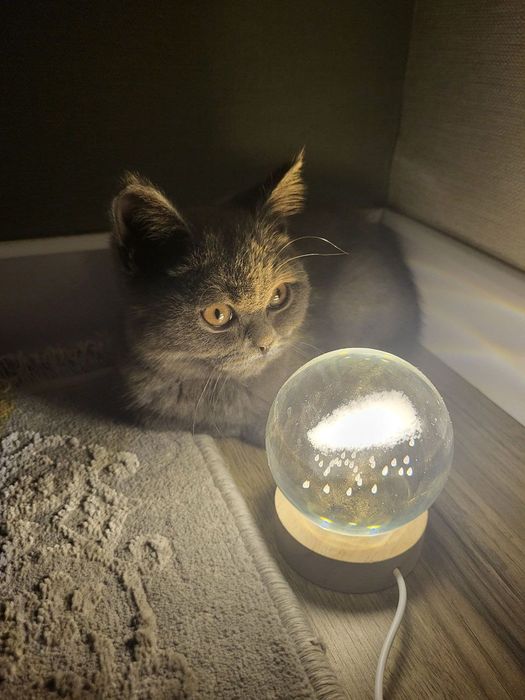 Отдам в добрые руки своего котенка