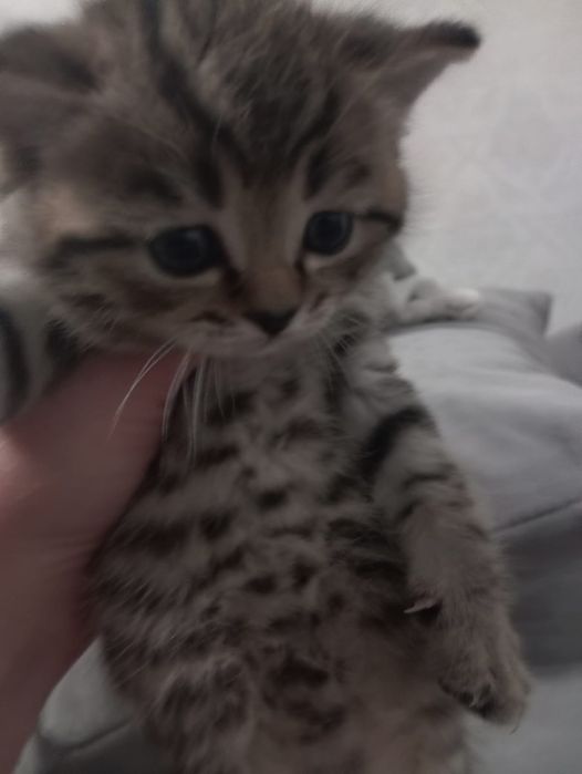 Продается девочка