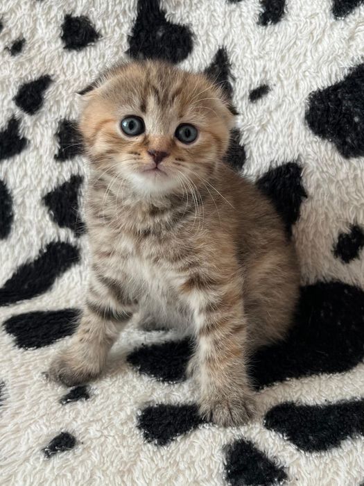 Шотландские котята