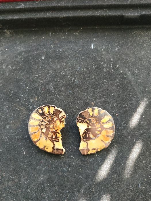 Стилни обеци от естествени амонити-фосили