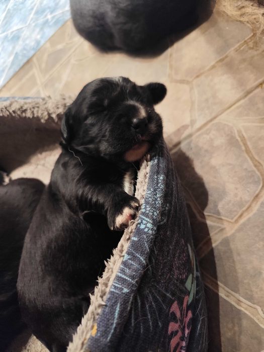 Подаряват се на грижовни стопани!