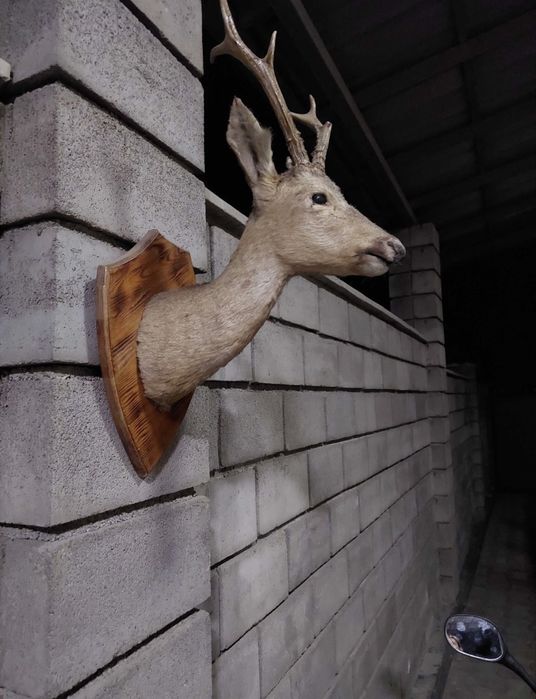 Продам чечуло оленя