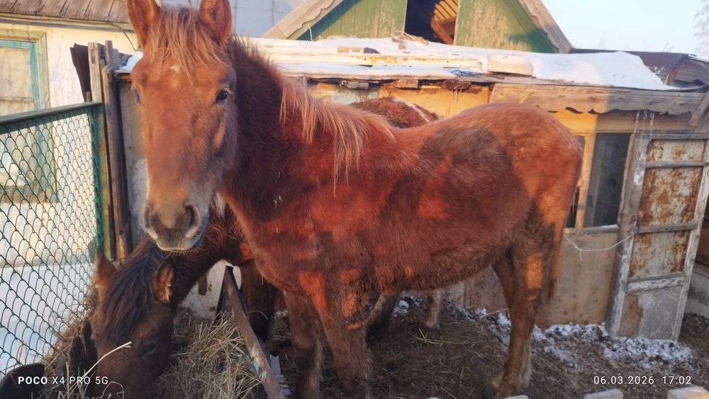 Жеребец 1.8 справный